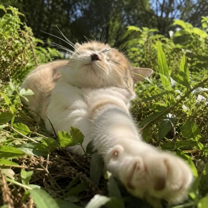 54 Funny And Wholesome Animal Pics Shared By This Community To Brighten Your Day