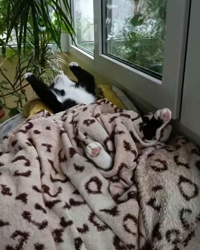 54 Funny And Wholesome Animal Pics Shared By This Community To Brighten Your Day