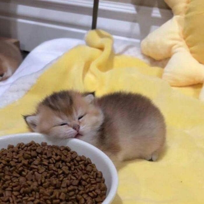 54 Funny And Wholesome Animal Pics Shared By This Community To Brighten Your Day