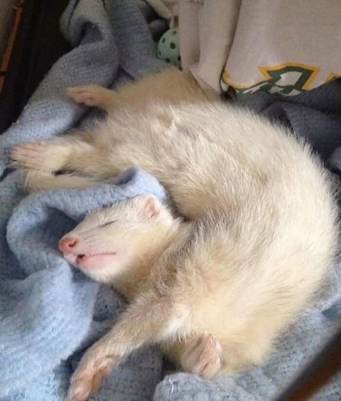 54 Funny And Wholesome Animal Pics Shared By This Community To Brighten Your Day