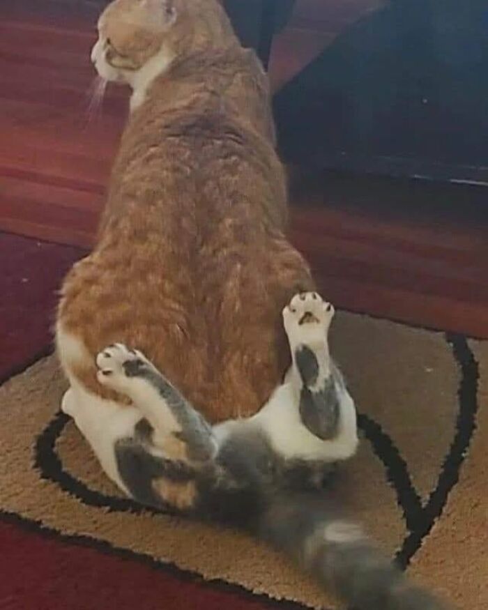 54 Funny And Wholesome Animal Pics Shared By This Community To Brighten Your Day