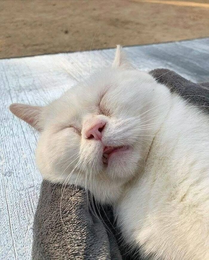 54 Funny And Wholesome Animal Pics Shared By This Community To Brighten Your Day