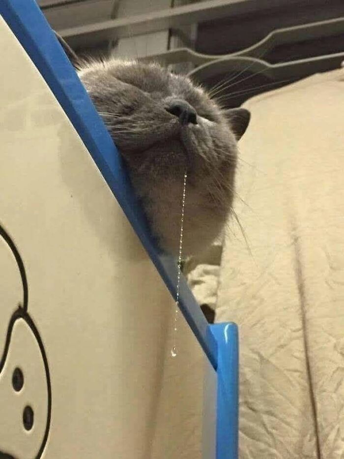 54 Funny And Wholesome Animal Pics Shared By This Community To Brighten Your Day