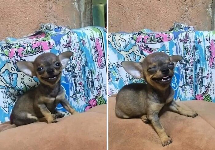54 Funny And Wholesome Animal Pics Shared By This Community To Brighten Your Day