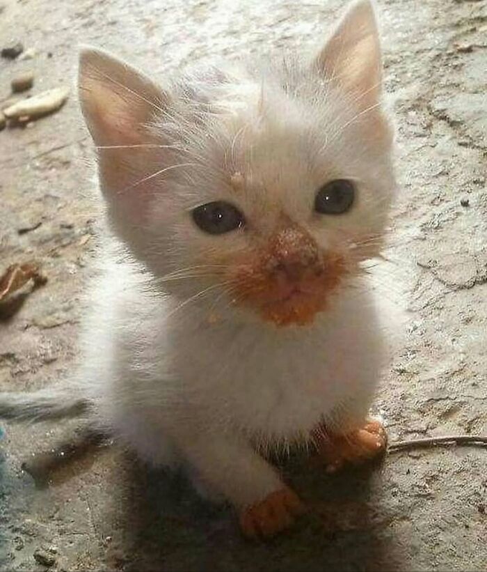 54 Funny And Wholesome Animal Pics Shared By This Community To Brighten Your Day