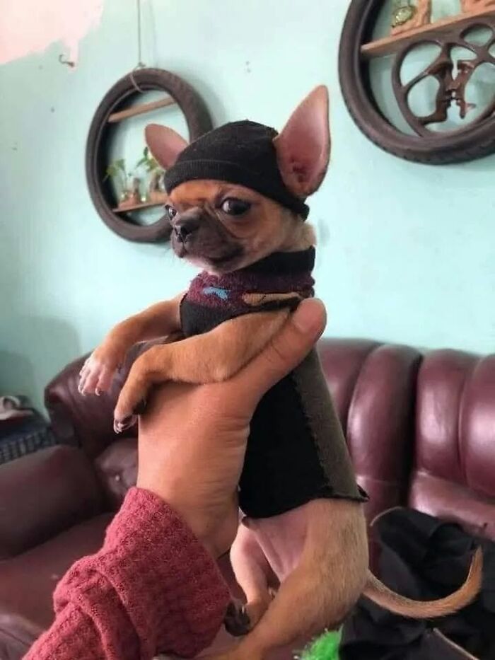 54 Funny And Wholesome Animal Pics Shared By This Community To Brighten Your Day