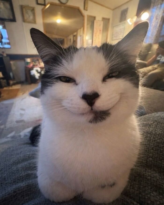 54 Funny And Wholesome Animal Pics Shared By This Community To Brighten Your Day