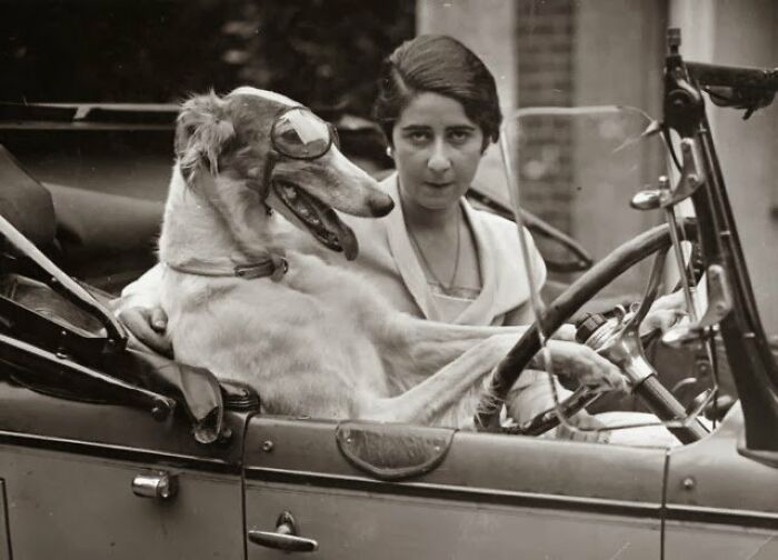 This Page Shared 55 Old Photos Of Animals That Offer A Different View Of The Past