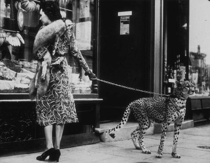 This Page Shared 55 Old Photos Of Animals That Offer A Different View Of The Past