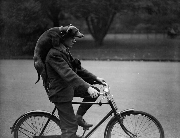 This Page Shared 55 Old Photos Of Animals That Offer A Different View Of The Past