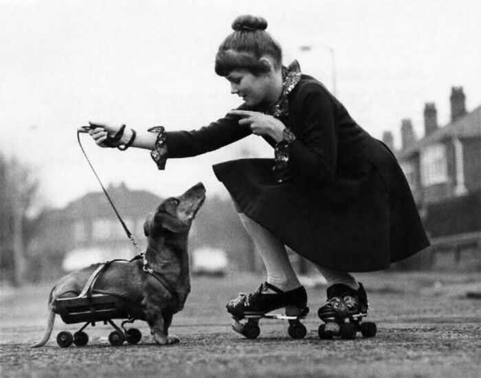 This Page Shared 55 Old Photos Of Animals That Offer A Different View Of The Past