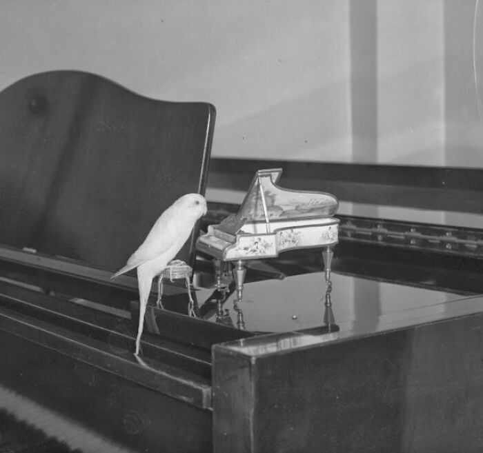 This Page Shared 55 Old Photos Of Animals That Offer A Different View Of The Past