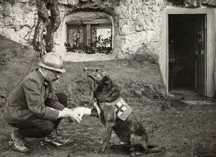 This Page Shared 55 Old Photos Of Animals That Offer A Different View Of The Past