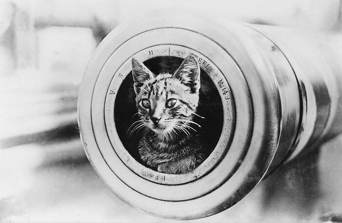 This Page Shared 55 Old Photos Of Animals That Offer A Different View Of The Past