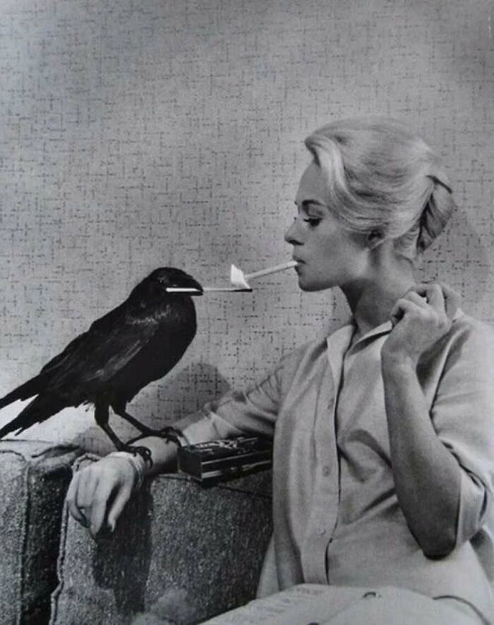 This Page Shared 55 Old Photos Of Animals That Offer A Different View Of The Past