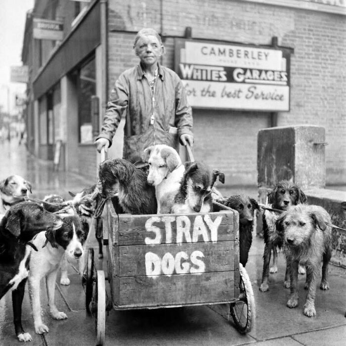 This Page Shared 55 Old Photos Of Animals That Offer A Different View Of The Past