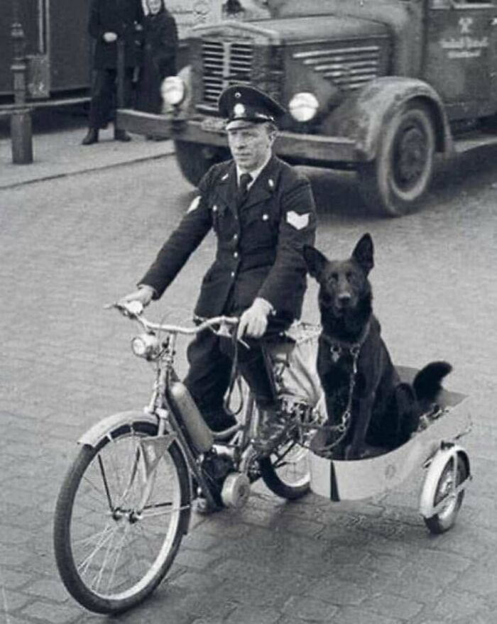 This Page Shared 55 Old Photos Of Animals That Offer A Different View Of The Past