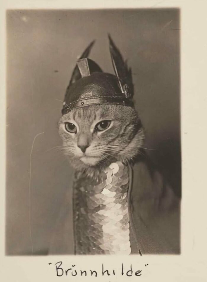 This Page Shared 55 Old Photos Of Animals That Offer A Different View Of The Past