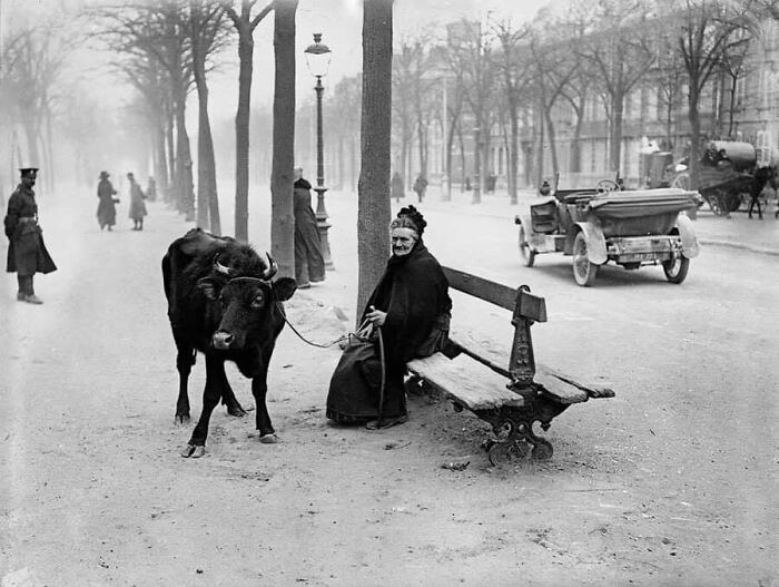 This Page Shared 55 Old Photos Of Animals That Offer A Different View Of The Past