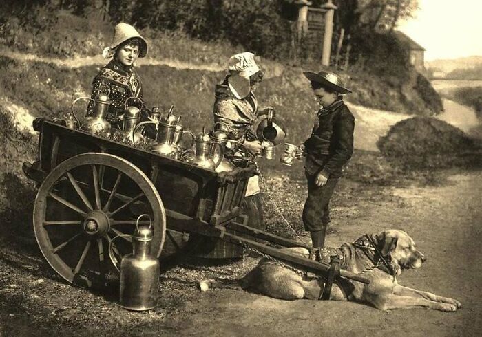 This Page Shared 55 Old Photos Of Animals That Offer A Different View Of The Past
