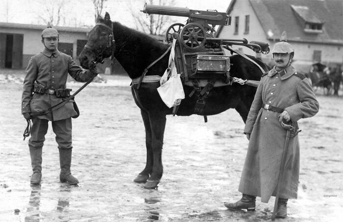 This Page Shared 55 Old Photos Of Animals That Offer A Different View Of The Past