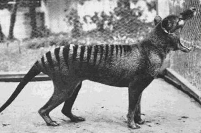 This Page Shared 55 Old Photos Of Animals That Offer A Different View Of The Past