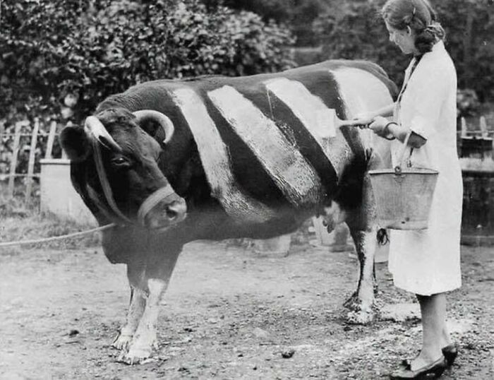 This Page Shared 55 Old Photos Of Animals That Offer A Different View Of The Past
