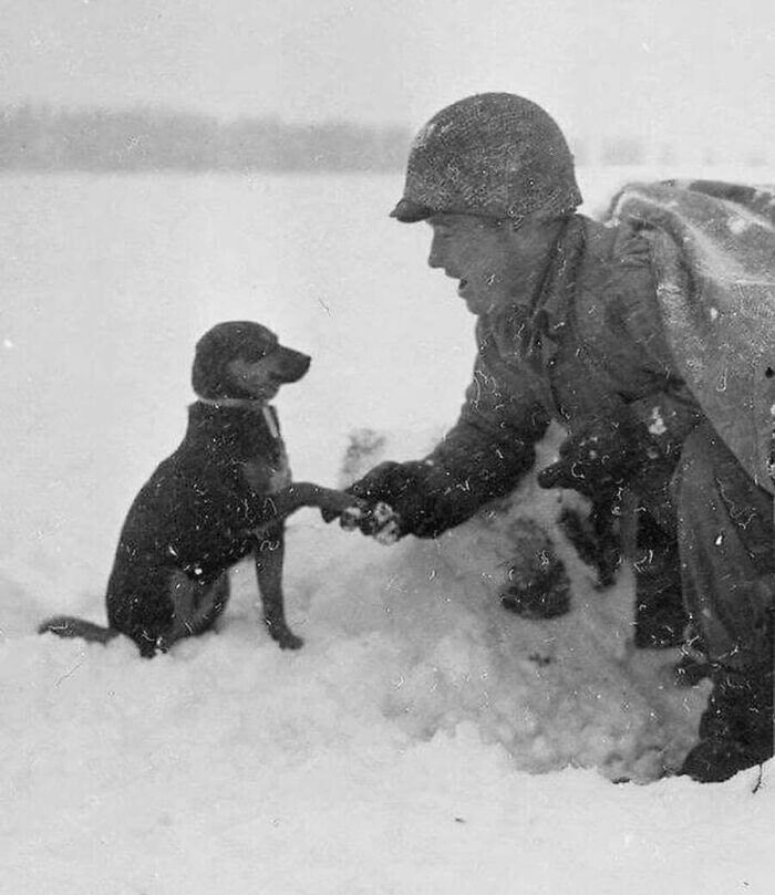 This Page Shared 55 Old Photos Of Animals That Offer A Different View Of The Past