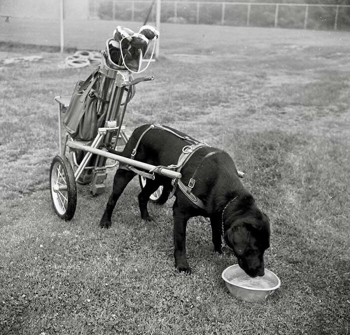 This Page Shared 55 Old Photos Of Animals That Offer A Different View Of The Past