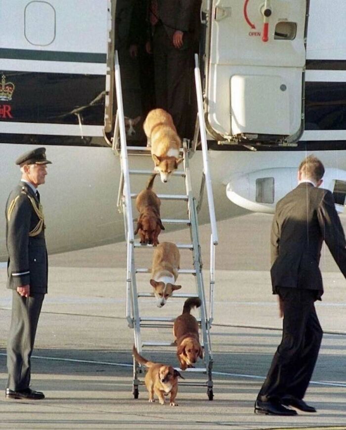This Page Shared 55 Old Photos Of Animals That Offer A Different View Of The Past