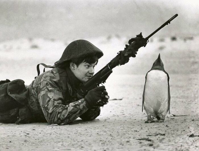 This Page Shared 55 Old Photos Of Animals That Offer A Different View Of The Past