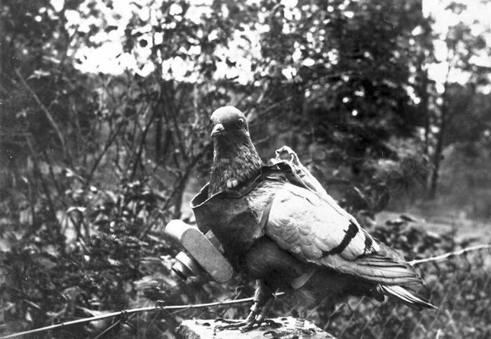 This Page Shared 55 Old Photos Of Animals That Offer A Different View Of The Past