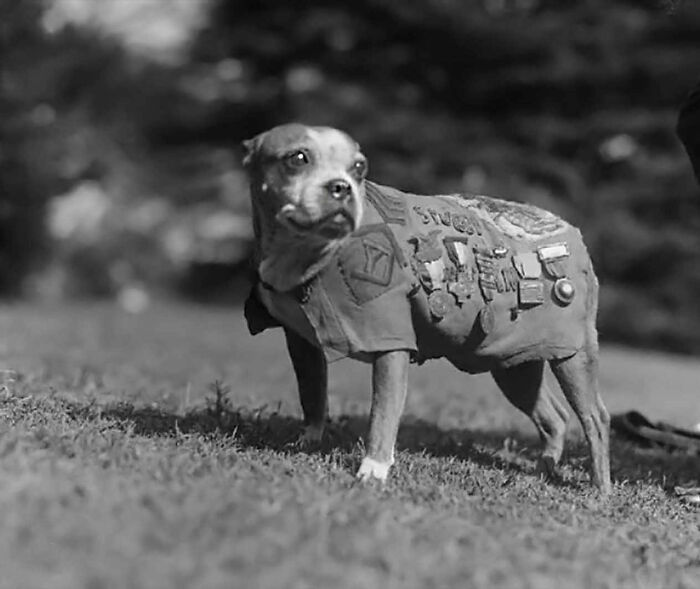 This Page Shared 55 Old Photos Of Animals That Offer A Different View Of The Past