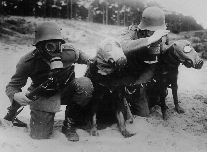 This Page Shared 55 Old Photos Of Animals That Offer A Different View Of The Past