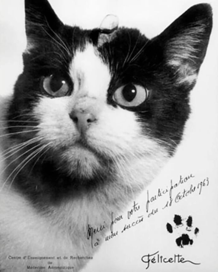 This Page Shared 55 Old Photos Of Animals That Offer A Different View Of The Past