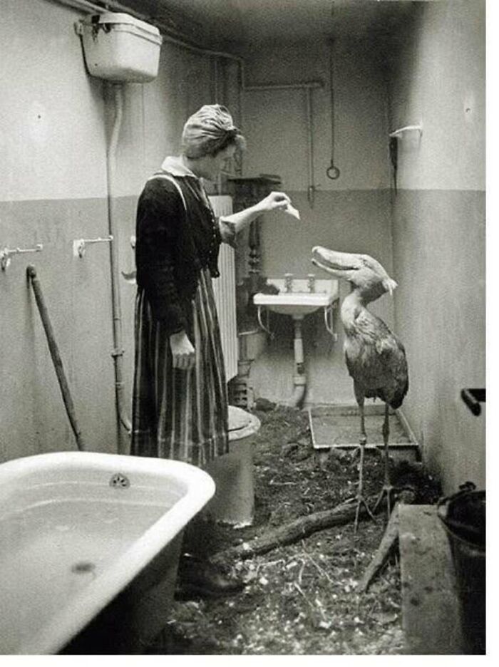 This Page Shared 55 Old Photos Of Animals That Offer A Different View Of The Past