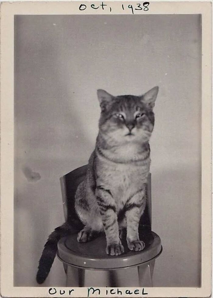 This Page Shared 55 Old Photos Of Animals That Offer A Different View Of The Past