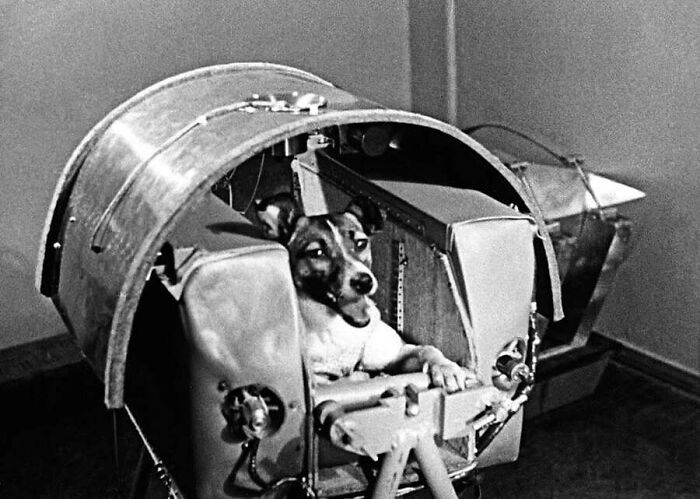 This Page Shared 55 Old Photos Of Animals That Offer A Different View Of The Past
