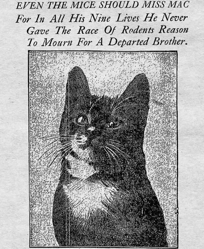 This Page Shared 55 Old Photos Of Animals That Offer A Different View Of The Past