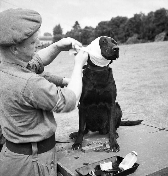 This Page Shared 55 Old Photos Of Animals That Offer A Different View Of The Past