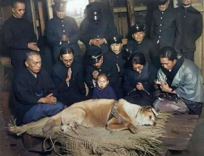 This Page Shared 55 Old Photos Of Animals That Offer A Different View Of The Past