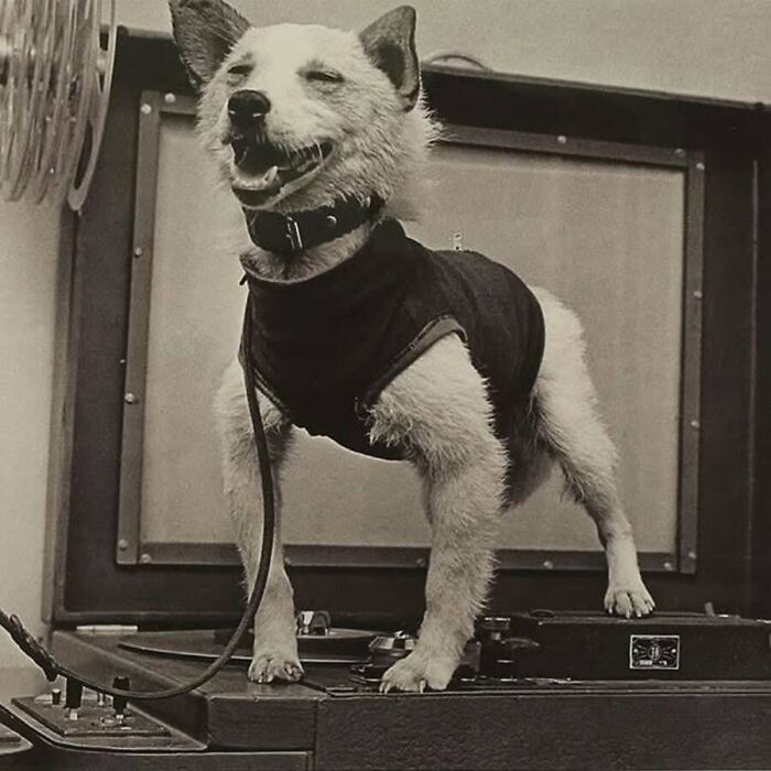 This Page Shared 55 Old Photos Of Animals That Offer A Different View Of The Past
