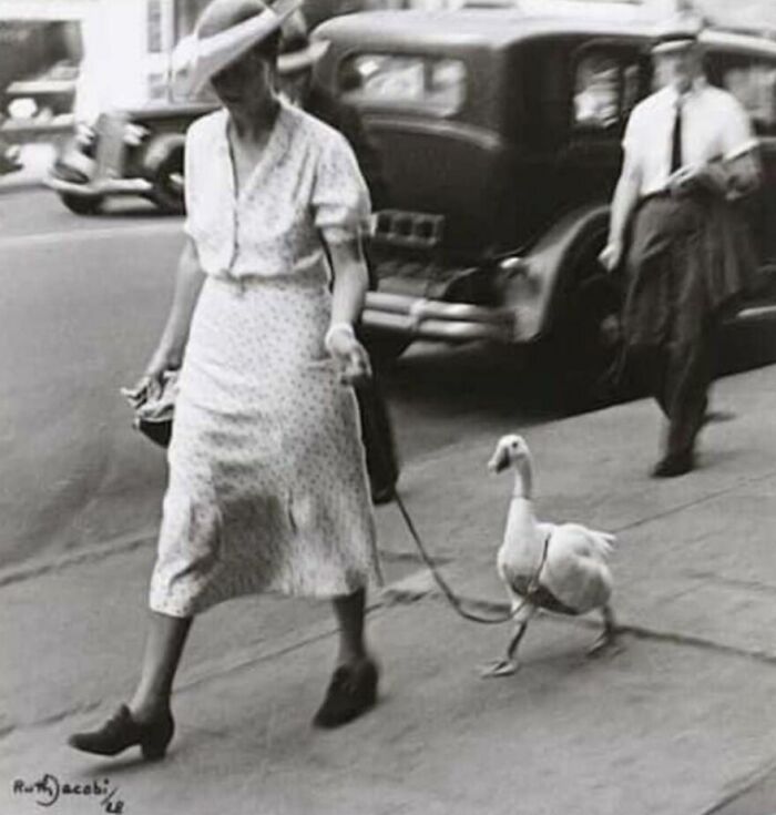 This Page Shared 55 Old Photos Of Animals That Offer A Different View Of The Past