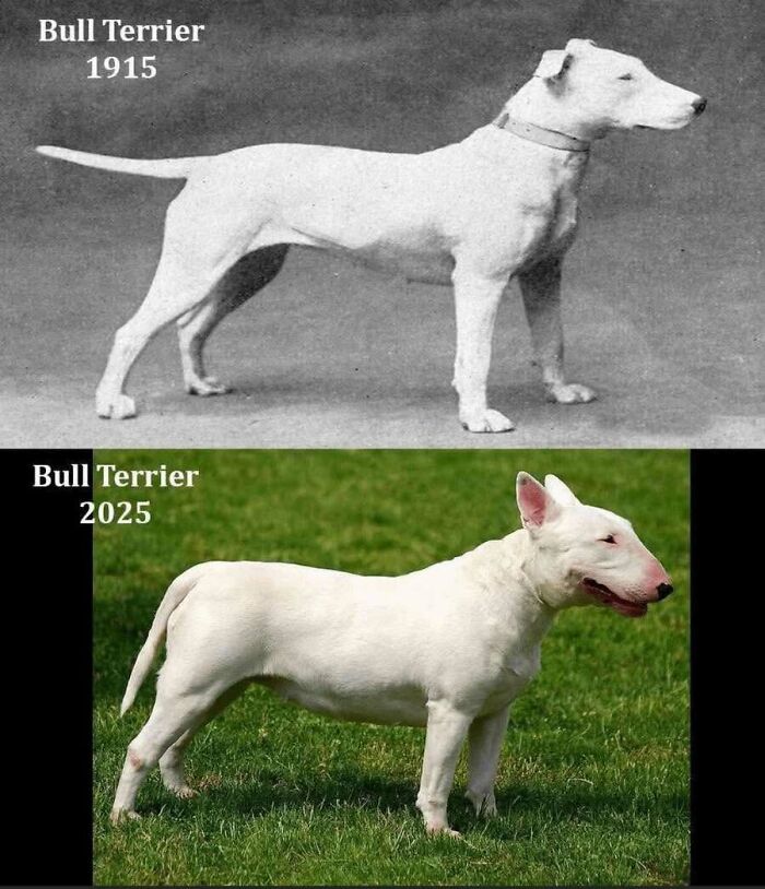 This Page Shared 55 Old Photos Of Animals That Offer A Different View Of The Past