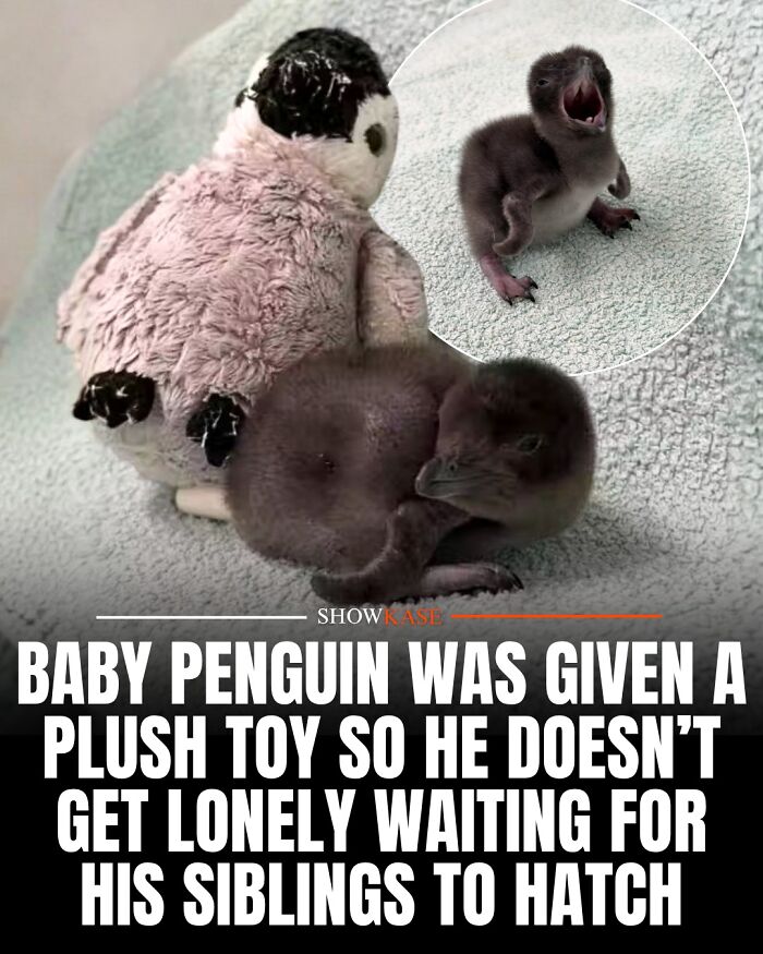 61 Wholesome Stories That Might Make You Shed A Tear Because They&rsquo;re So Overwhelmingly Awesome