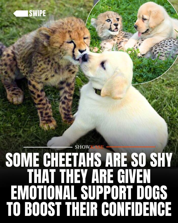 61 Wholesome Stories That Might Make You Shed A Tear Because They&rsquo;re So Overwhelmingly Awesome