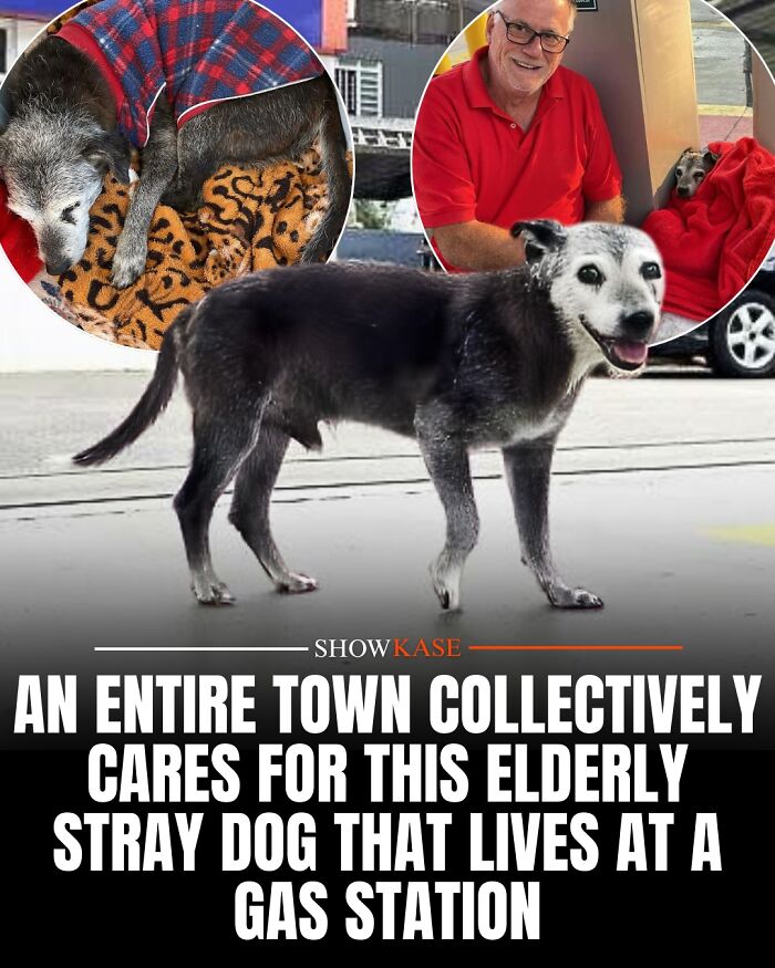 61 Wholesome Stories That Might Make You Shed A Tear Because They&rsquo;re So Overwhelmingly Awesome
