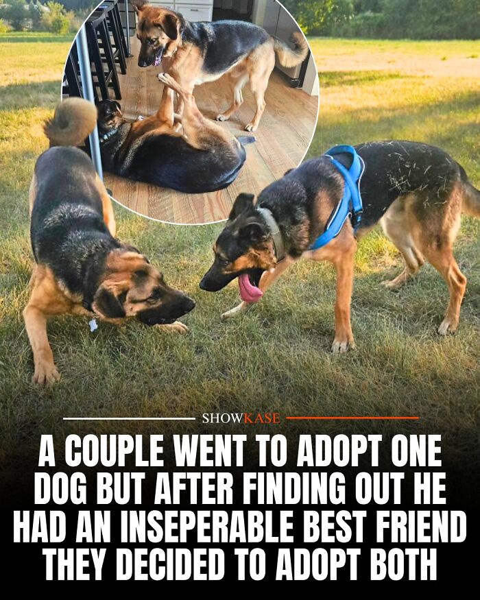 61 Wholesome Stories That Might Make You Shed A Tear Because They&rsquo;re So Overwhelmingly Awesome