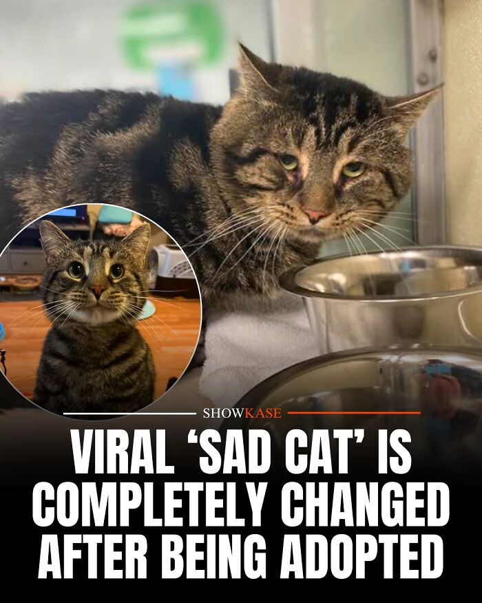 61 Wholesome Stories That Might Make You Shed A Tear Because They&rsquo;re So Overwhelmingly Awesome