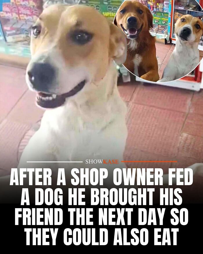 61 Wholesome Stories That Might Make You Shed A Tear Because They&rsquo;re So Overwhelmingly Awesome